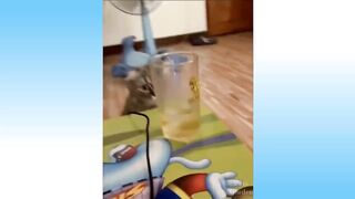 Funny animals 2