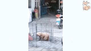 Funniest animals funny