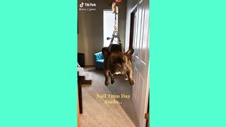 Funny animals 3