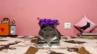 Если бы котики ходили в школу
