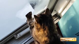 Cat jokes