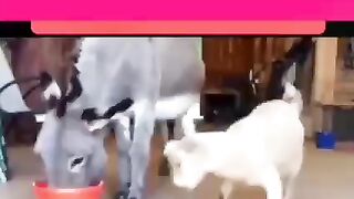Funny animals 4