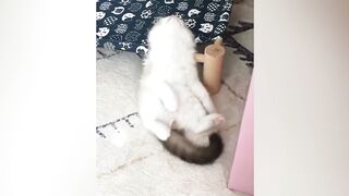 Смешные кошки 2