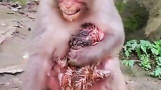 Amazing monkey ????