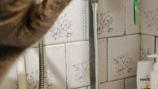 Drugcat