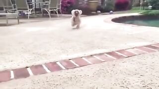 Very very very very funny dogs