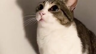 Смешные котики сабачки ????????