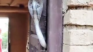 cobra????????