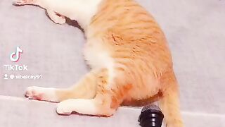 Смешные коты 2