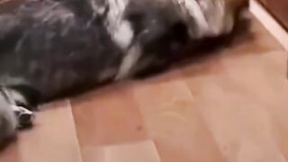 Самый лучший прикол животных