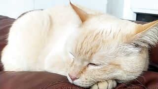 Красивый котик