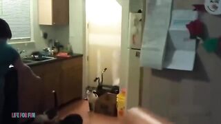 Смешные котики