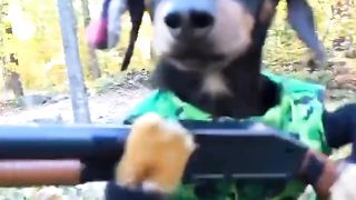 fighters Dog