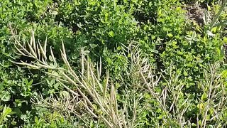 Baby work in green field