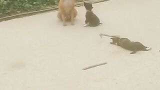 Dog sonexdent