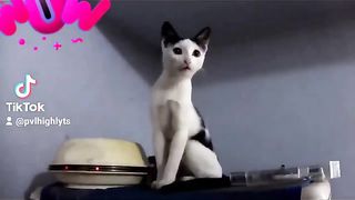 cutie cat cat