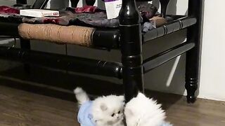 Funny cats videos