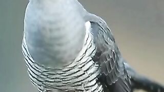 Beautiful bird with beautiful voice