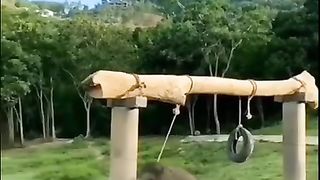 Amigo é... #shorts #funny #divertido #engraçado #elefante #cute #amigos