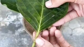 grow the plant