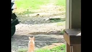 Cutest pets