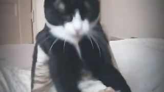 Cats fighting very funny