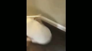 Funny cats and dogs video 2023