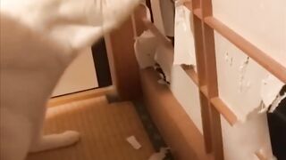 Восхитительные коты