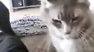 Try not to laugh funny cat dog video