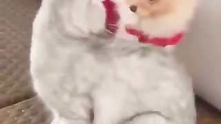 Funny moments of cats and dges 2023
