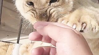 Beautiful Lion cub