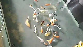 Very nice beautiful  water ???? and fish