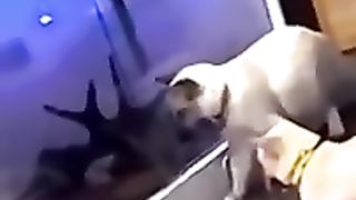 Funny cat and dog videos conpilation