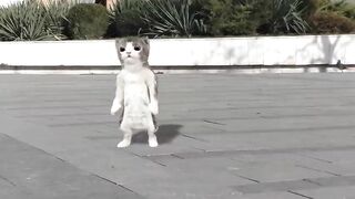 Dancing cats