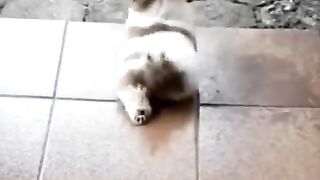 New funny videos 2022