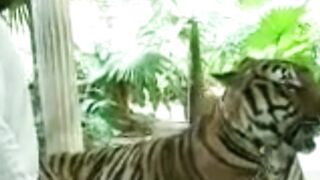 tiger