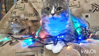 Catslover