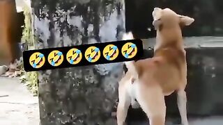 Funny monkey and dog