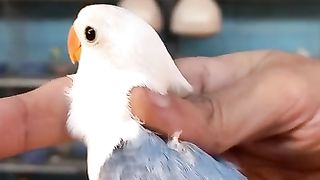 Blue greywing lovebirds mutations 2023