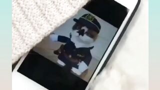 Cat Video
