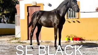 Most Beautiful Horse Breeds In The World | most beautiful Black horse on this earth