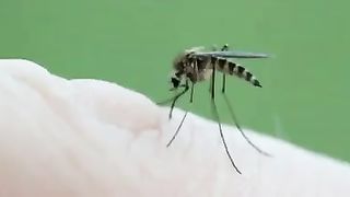 dangerous mosquito