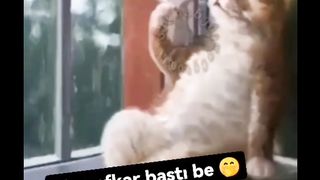 Best Funny Cat Video