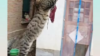 Best Funny Cat Video