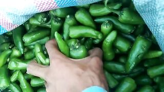 Hybrid Mirchi Okara SabZi Mandi
