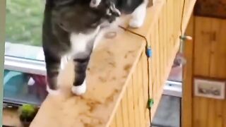 Crazy ???????? Cat