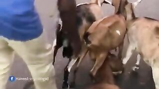Man Saves Goat's Life: Breathing Aid for Distressed Animal | Such A Kinde Man