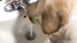 Funniest Animal videos | Funny and cute cats and dog videos #funnycats