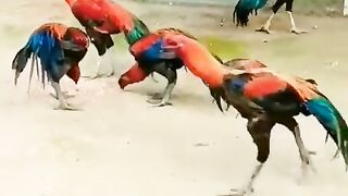 very handsome fighter Cocks