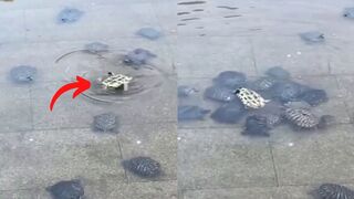 Brothers help!